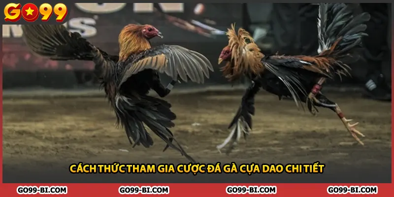 Cách thức tham gia cược đá gà cựa dao chi tiết