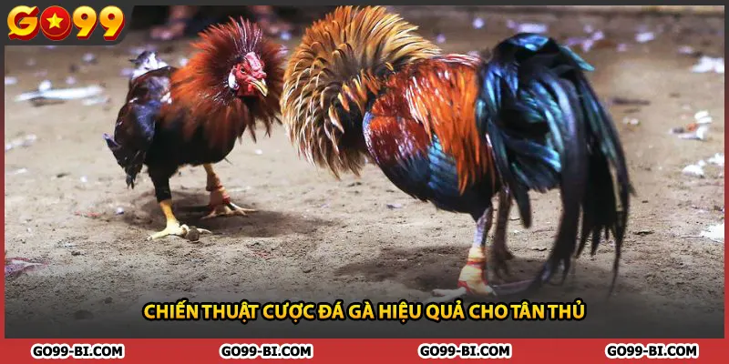 Chiến thuật cược đá gà hiệu quả cho tân thủ