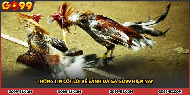 Thông tin cốt lõi về sảnh đá gà GO99 hiện nay